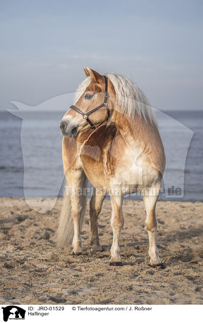 Haflinger / JRO-01529