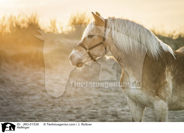 Haflinger / JRO-01536