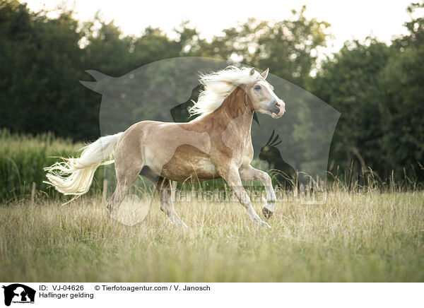 Haflinger gelding / VJ-04626