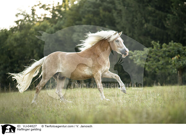 Haflinger Wallach / Haflinger gelding / VJ-04627