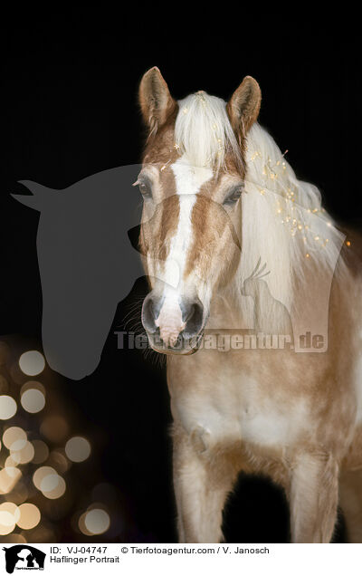 Haflinger Portrait / VJ-04747