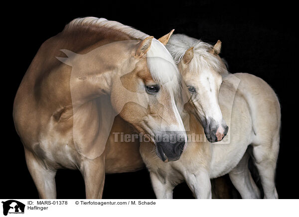 Haflinger / MARS-01378
