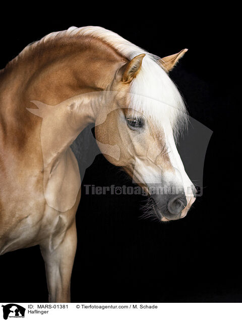 Haflinger / Haflinger / MARS-01381