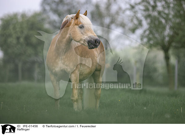 Haflinger / Haflinger / IFE-01456