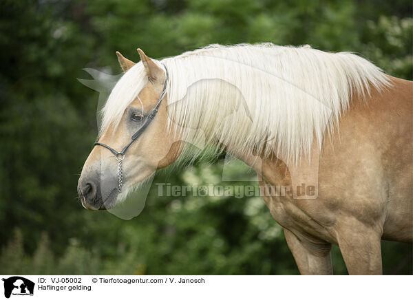 Haflinger gelding / VJ-05002