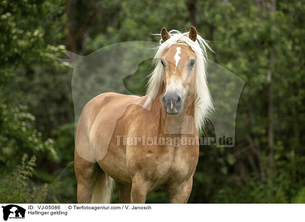 Haflinger Wallach / Haflinger gelding / VJ-05086