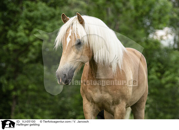 Haflinger gelding / VJ-05100