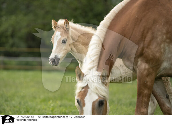 Haflinger horses / VJ-05142