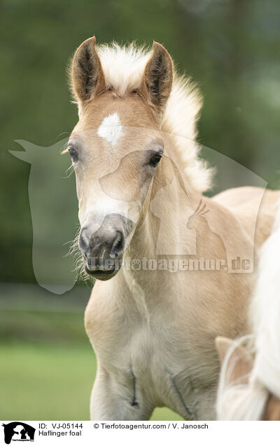 Haflinger foal / VJ-05144