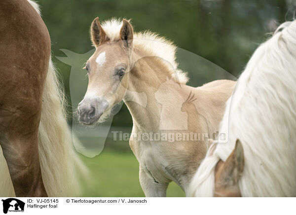 Haflinger foal / VJ-05145