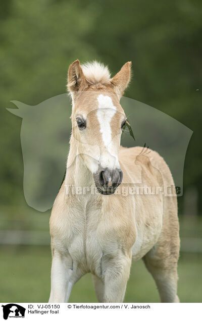 Haflinger Fohlen / Haflinger foal / VJ-05150