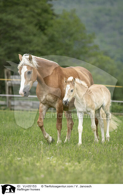 Haflinger / Haflinger horses / VJ-05153