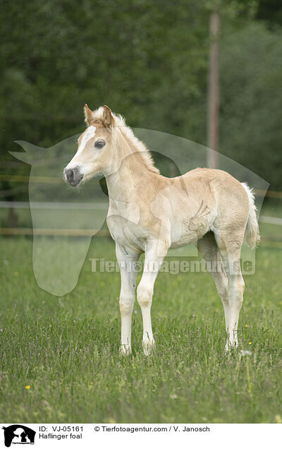 Haflinger Fohlen / Haflinger foal / VJ-05161