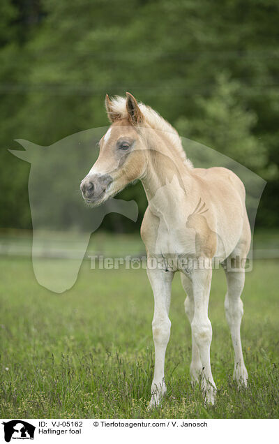 Haflinger foal / VJ-05162