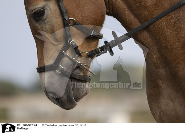 Haflinger / BK-02124