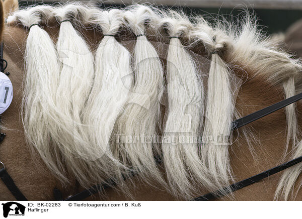 Haflinger / BK-02283