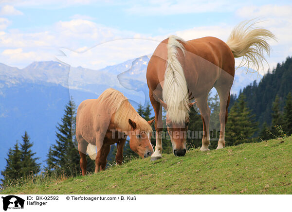 Haflinger / Haflinger / BK-02592