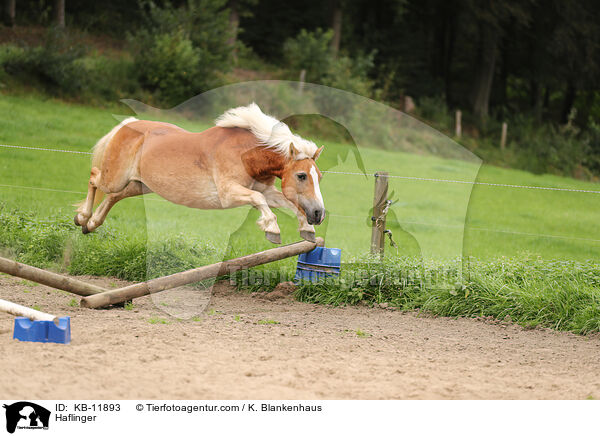 Haflinger / Haflinger / KB-11893