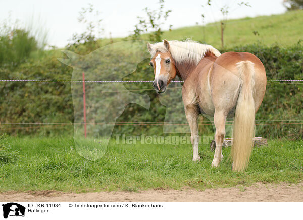 Haflinger / KB-11934