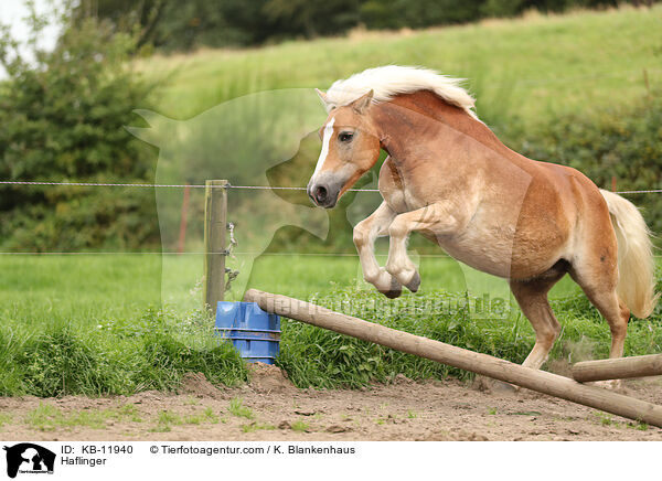 Haflinger / KB-11940