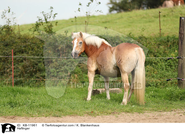 Haflinger / KB-11961