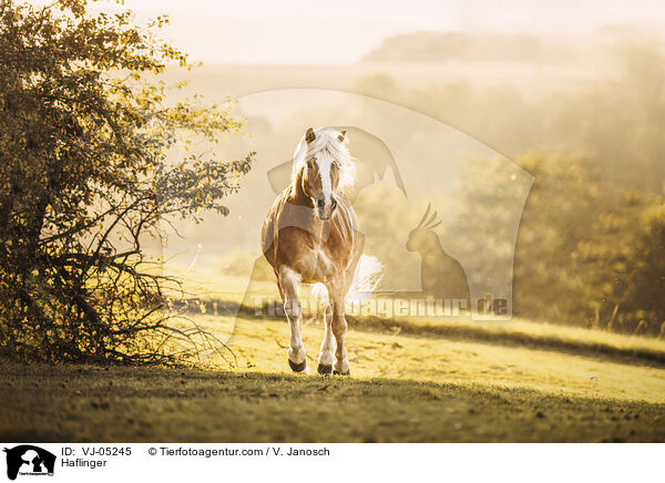 Haflinger / Haflinger / VJ-05245