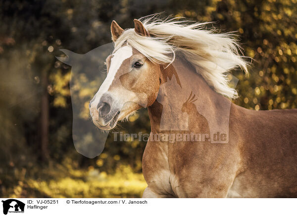 Haflinger / Haflinger / VJ-05251