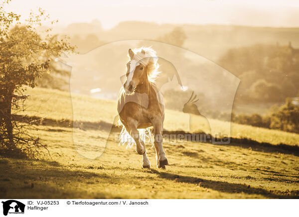Haflinger / Haflinger / VJ-05253