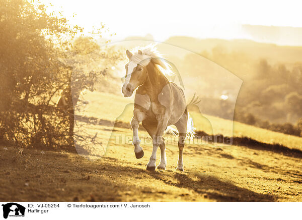 Haflinger / Haflinger / VJ-05254