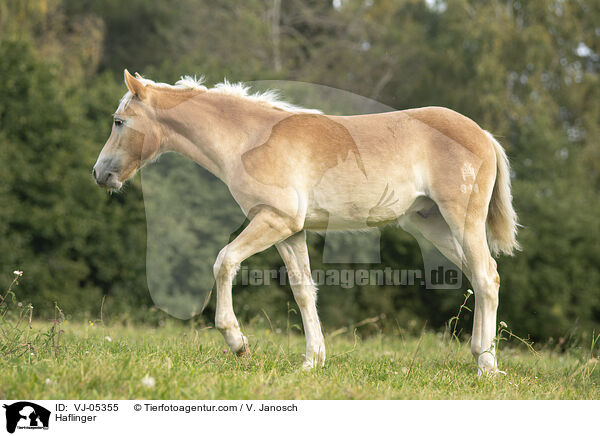 Haflinger / VJ-05355