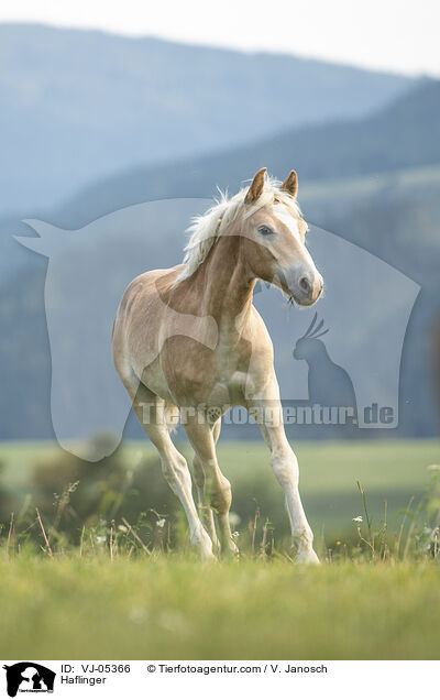 Haflinger / VJ-05366