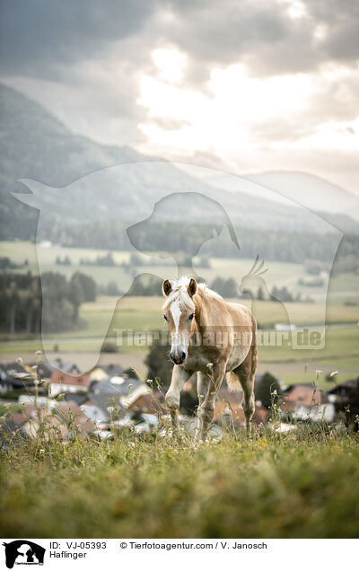 Haflinger / VJ-05393