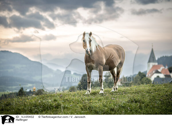 Haflinger / VJ-05402