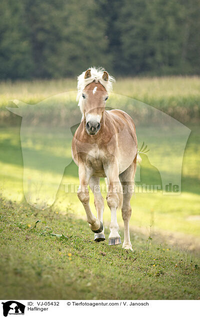 Haflinger / VJ-05432