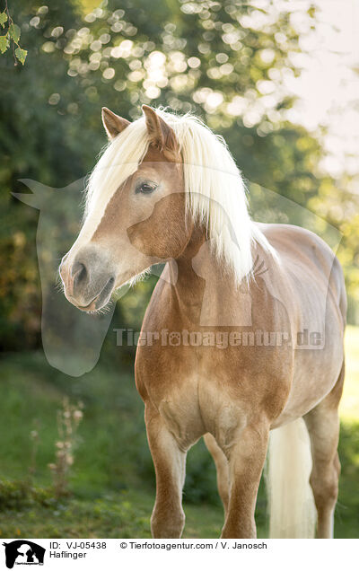 Haflinger / Haflinger / VJ-05438