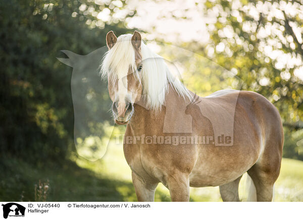 Haflinger / VJ-05440