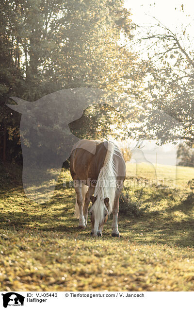 Haflinger / VJ-05443