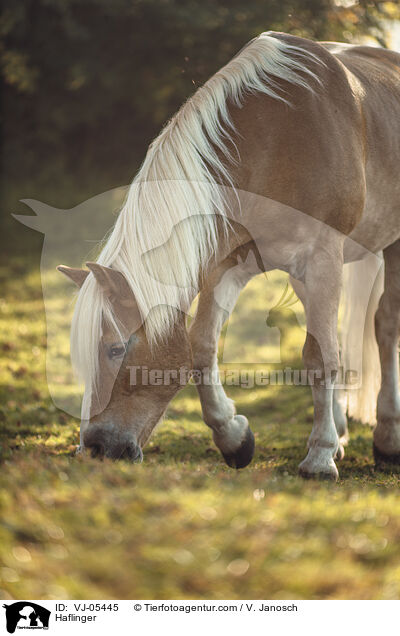 Haflinger / Haflinger / VJ-05445