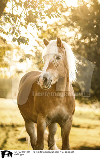 Haflinger / Haflinger / VJ-05459