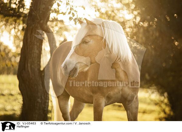 Haflinger / VJ-05463