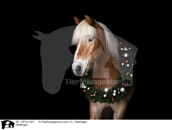 Haflinger / Haflinger / CF-01181