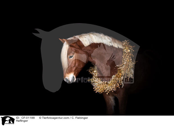 Haflinger / Haflinger / CF-01188