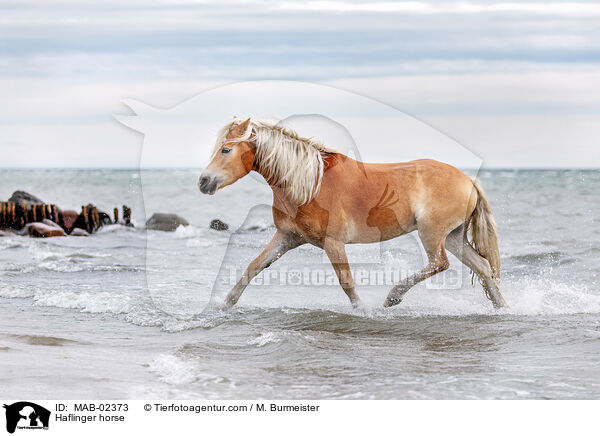 Haflinger / Haflinger horse / MAB-02373