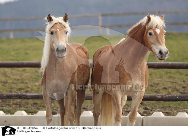 Haflinger / Haflinger horses / KB-13654
