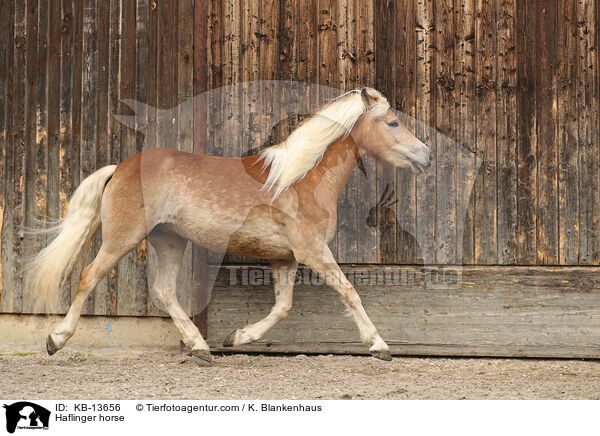 Haflinger horse / KB-13656