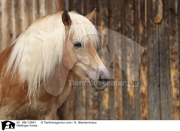 Haflinger horse / KB-13661