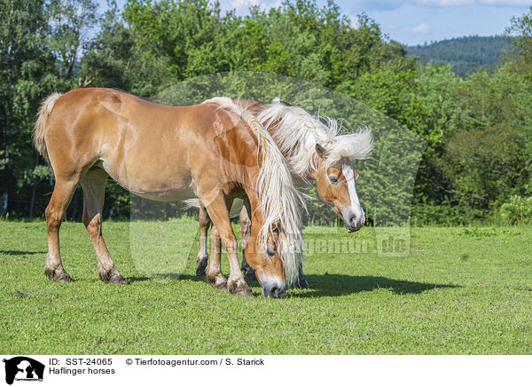 Haflinger horses / SST-24065
