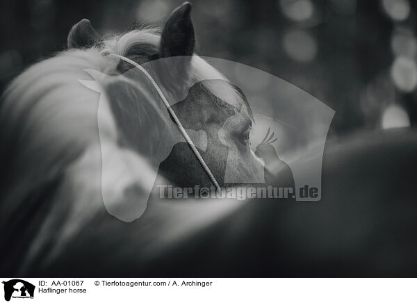 Haflinger / Haflinger horse / AA-01067