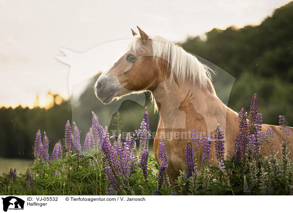 Haflinger / Haflinger / VJ-05532