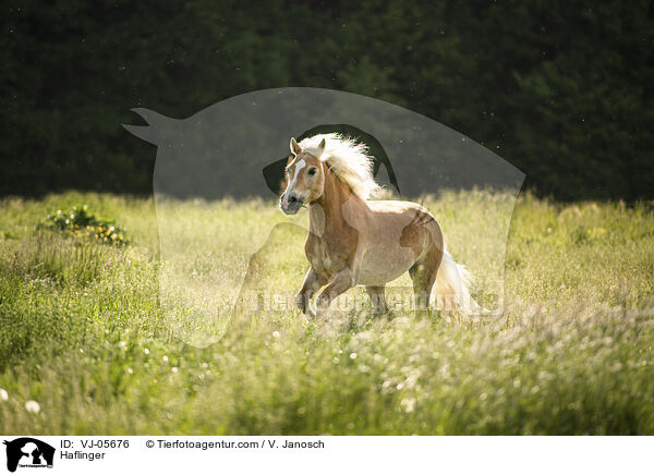 Haflinger / VJ-05676